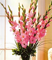 Gladiolas in a vase