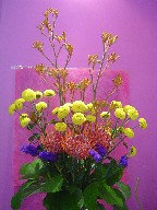 Kangaroo, pompoms, protea, and statice
