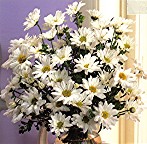 Daisies in a vase