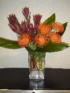 Protea, eucadendron, and cordyline