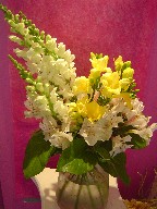 Snapdragon, alstroemeria, and freesia