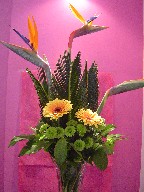 Bird of paradise, sago, gerbera, and pompoms