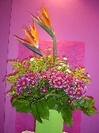 Daisies, solidago, bird of paradise, monte casino, and waxflowers