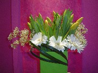 Tulips, gerbera, million star baby's breath, and monkey grass