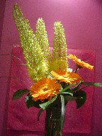 Gerbera and eremurus