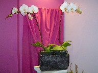 White orchids