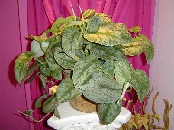 Silver Vine