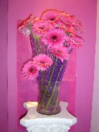 Gerberas