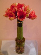 Amaryllis