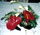 Anthrium and calla lily