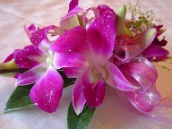 Dendrobium orchids