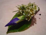 Iris and waxflowers