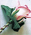 Pink-tipped rose