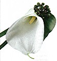 Calla lily and berries
