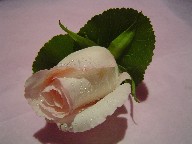 Rose and galax