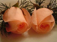 Rose and greens