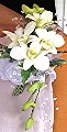 Orchids