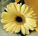 Gerbera