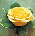 Yellow rose