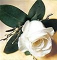 White rose