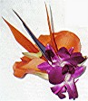 Bird of paradise and orchid