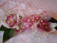 Cynbidium orchids