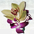 Cinbidium orchid