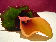 Mango calla lily and galax