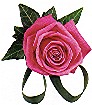 Pink rose