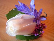 Rose, waxflowers, and agapanthus