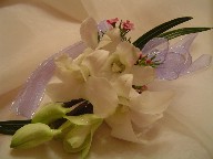Orchids and waxflowers