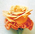 Orange rose