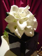 Calla lillies and aspedestra