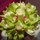 Wedding Flower Arrangements Wedding Flower Arrangements